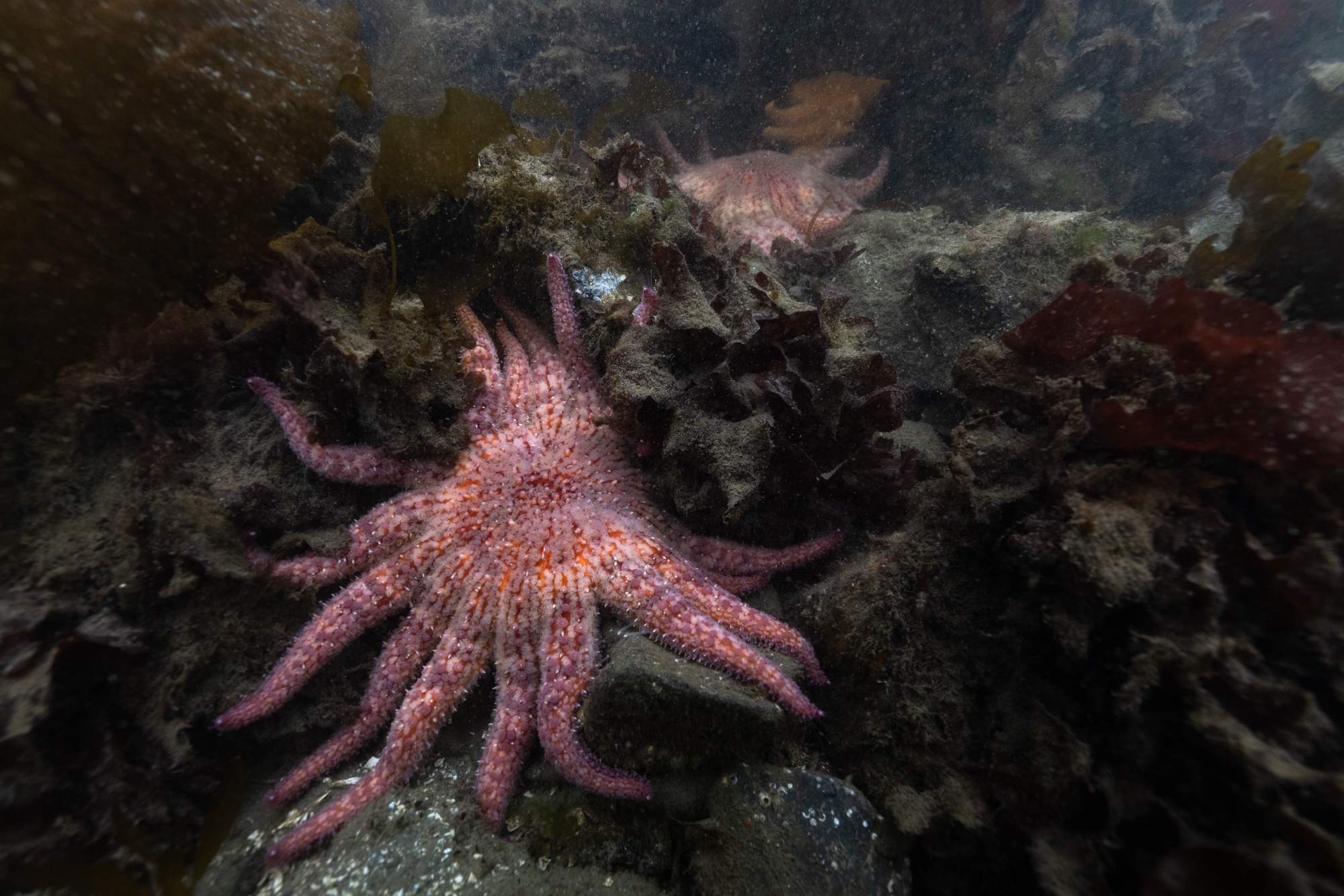 Billions of sea stars have died. A Northwest tribe is trying to save the species Billions of sea stars have died. A Northwest tribe is trying to save the species