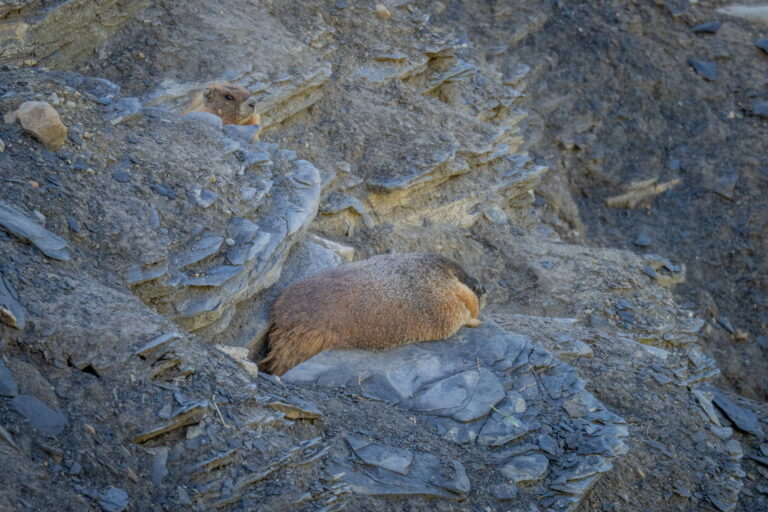 Exclusive: Meet the inaugural winner of Fat Marmot Week Exclusive: Meet the inaugural winner of Fat Marmot Week