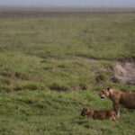 Poison suspected in deaths of ten lions in game reserve in Tanzania
