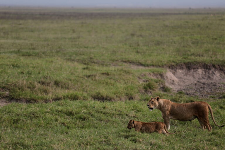 Poison suspected in deaths of ten lions in game reserve in Tanzania Poison suspected in deaths of ten lions in game reserve in Tanzania