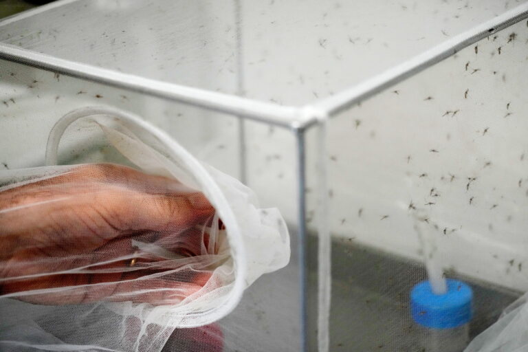 As Europe warms, Italy sees West Nile virus spread As Europe warms, Italy sees West Nile virus spread
