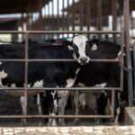 Farm country has beef with Trump as midterms approach